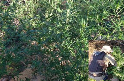 Maconha em Pilão Arcado